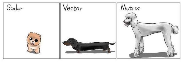 Escalar, vector y matriz
